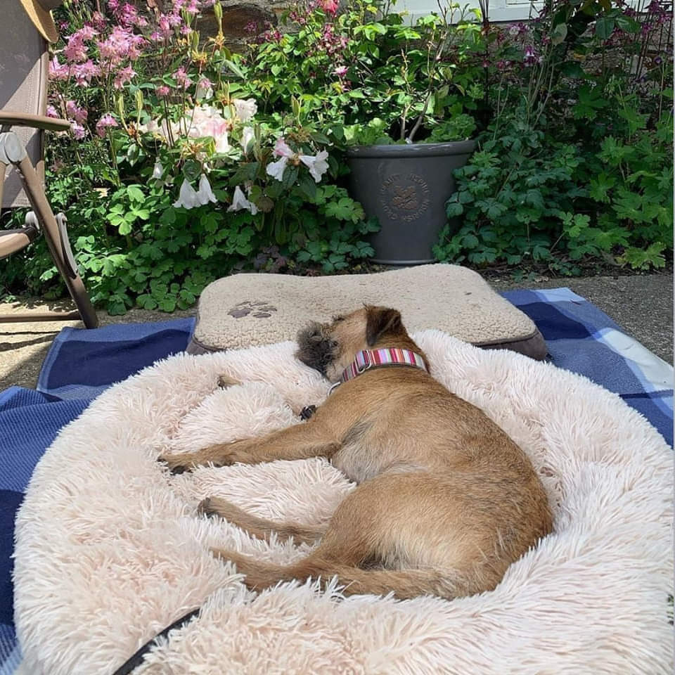 Original Calming Cloud 9 Dog Bed